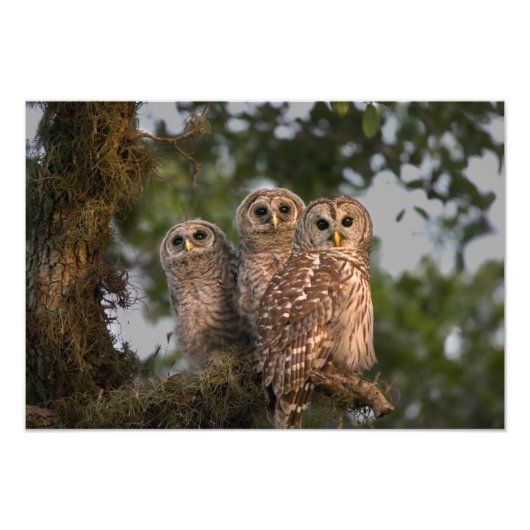 Impression Photo Etats-Unis, Floride, Zones Humides de Viera. Trois (Devant)