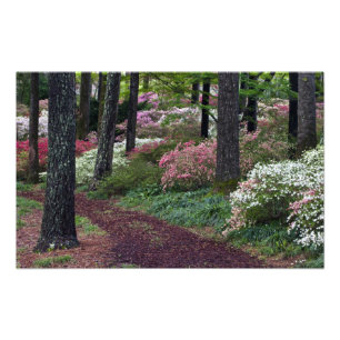 Impression Photo États-Unis, Géorgie, Callaway Gardens. Allée