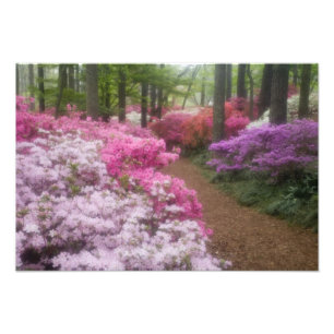 Impression Photo États-Unis; Géorgie; Pine Mountain. Azalées à 