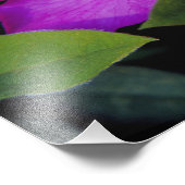 Impression Photo États-Unis, Géorgie, Savannah. Azalée en fleurs. (Coin)