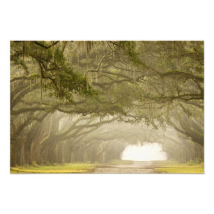 Impression Photo États-Unis, Géorgie, Savannah, Une allée bordée de