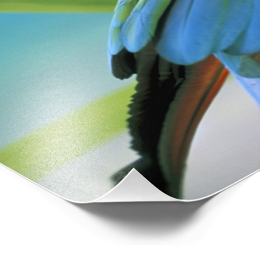 Impression Photo États-Unis, Hawaï. Perroquet (Coin)