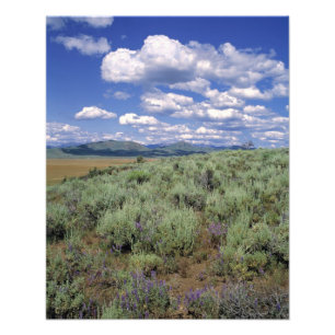 Impression Photo États-Unis, Idaho, Camas Co. Sagebrush et lupine