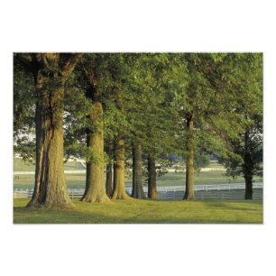 Impression Photo États-Unis, Kentucky, Lexington. Rangée d'arbres e