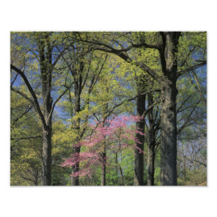 Impression Photo États-Unis, Kentucky, Louisville. Cercis canadensi