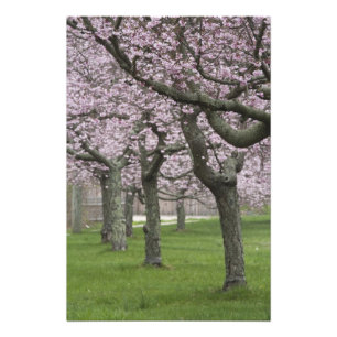 Impression Photo États-Unis, New York, East Hampton. Cerisiers en