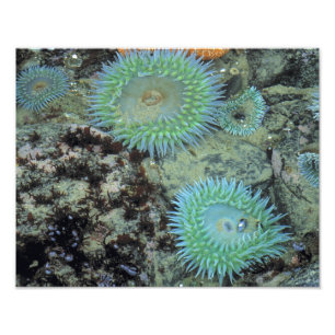 Impression Photo États-Unis, Oregon, Nepture SP. Mer aux tons de bi