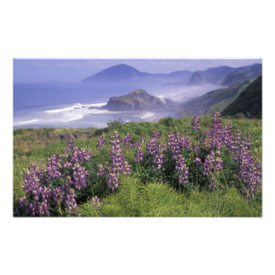 Impression Photo États-Unis, Oregon, Nesika Beach. Lupin et Oregon