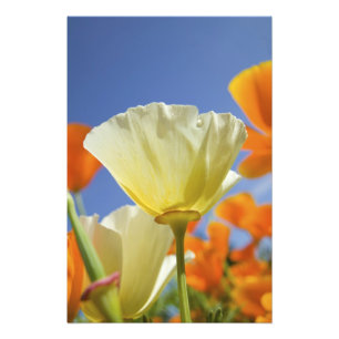 Impression Photo États-Unis, Oregon, vallée de Willamette, gros pla