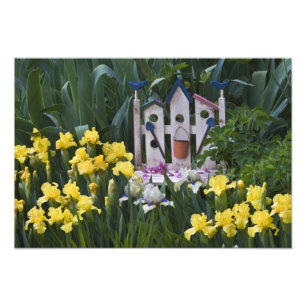 Impression Photo États-Unis, Pennsylvanie. Les iris de jardin pouss