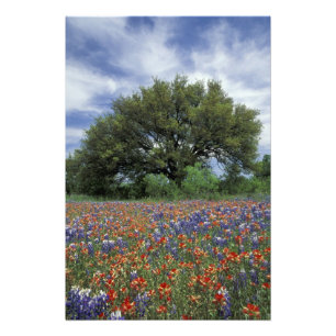 Impression Photo États-Unis, Texas, Marble Falls Paintbrush et