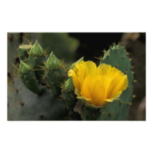 Impression Photo États-Unis, Texas, Prickly Pear Cactus en fleurs.