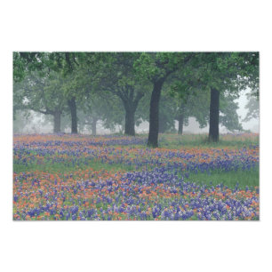 Impression Photo États-Unis, Texas, Texas Hill Country Champ d'exp