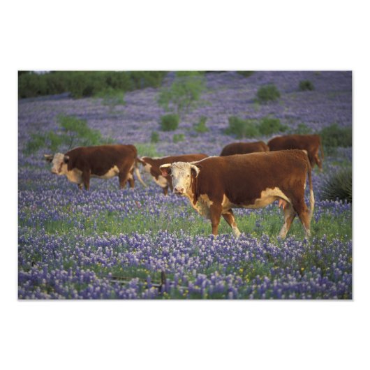 Impression Photo États-Unis, Texas, Texas Hill Country, Hereford (Devant)