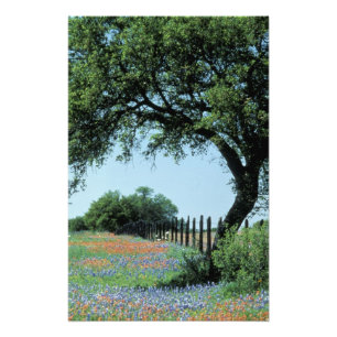 Impression Photo États-Unis, Texas, Texas Hill Country Paintbrush e
