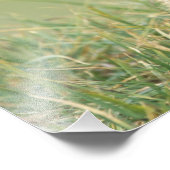 Impression Photo États-Unis, Washington, Pôle olympique, Marmotte o (Coin)