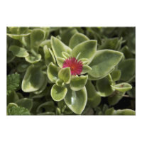États-Unis, Washington, Woodinville, fleur de Sedu