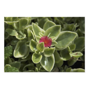 Impression Photo États-Unis, Washington, Woodinville, fleur de Sedu