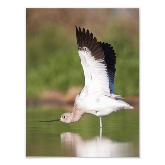 Impression Photo Étendue Avocet américaine (Devant)