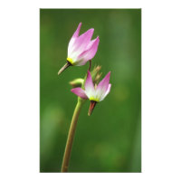 Étoile filante fleur sauvage, Californie, États-Un