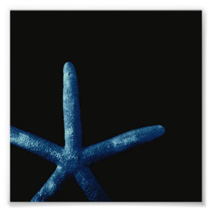 Impression Photo Étoiles de mer bleues
