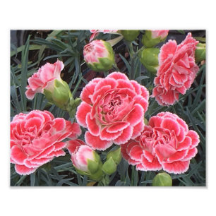 Impression Photo Étonnant Dianthus
