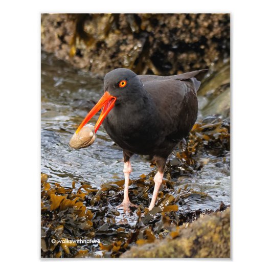 Impression Photo Etonnant Oystercatcher noir avec Clam (Devant)