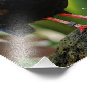 Impression Photo Étonnant Roul-Roul Crested Bois Partridge Oiseau (Coin)