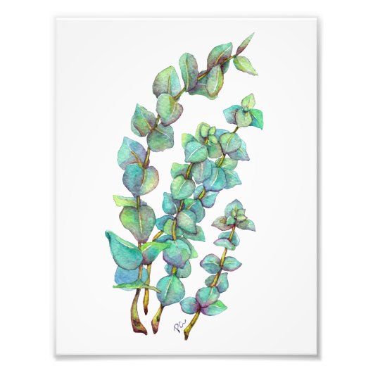 Impression Photo Eucalyptus 02 (Devant)