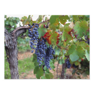 Impression Photo Europe, France, Roussillon. Vignobles, avec