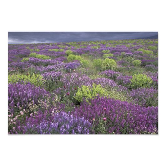 Impression Photo Europe, Turquie, Cappadoce. Paysage rural 3 (Devant)