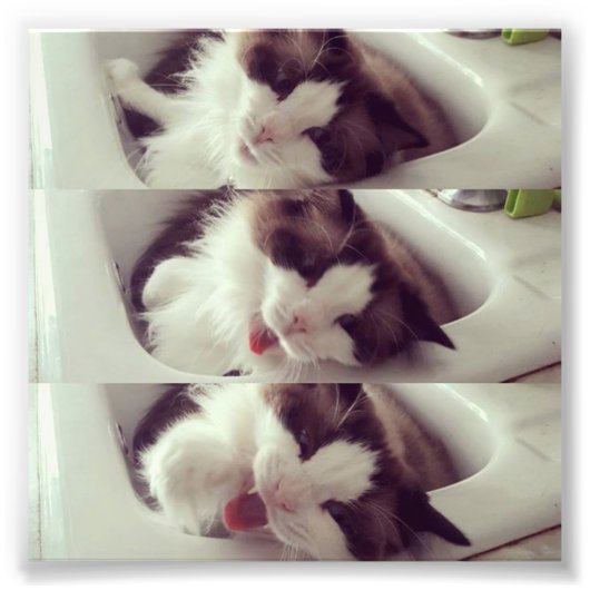 Impression Photo Évolution d'un yawn chat (Devant)