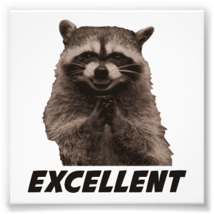 Impression Photo Excellent Raccoon de lot de mal