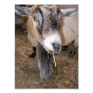 Impression Photo Extrême près d'une chèvre Billy mangeant du foin