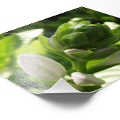 Impression Photo Fabulous Hosta (Coin)