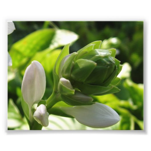Impression Photo Fabulous Hosta (Devant)