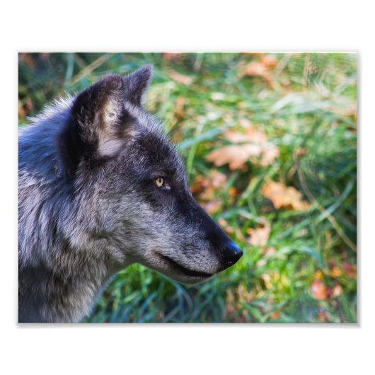 Impression Photo Face de loup de bois (Devant)