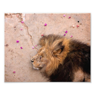 Impression Photo Fallen King