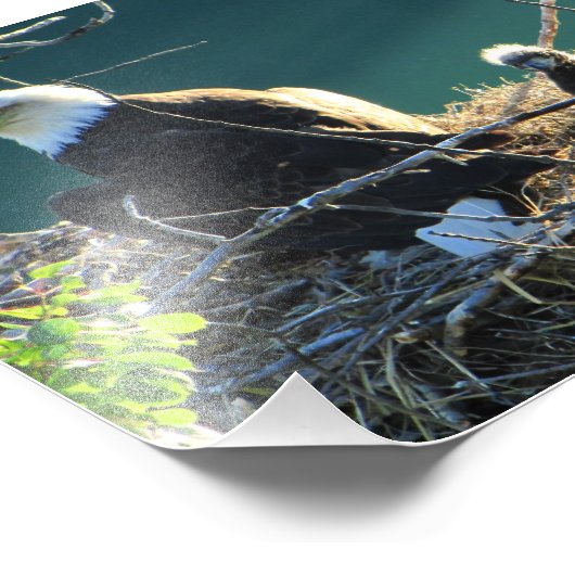 Impression Photo Famille BEF Bald Eagle (Coin)