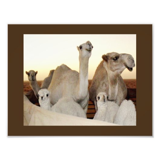 Impression Photo Famille de chameaux (Devant)