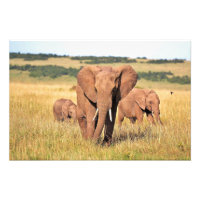 Famille d'éléphants dans les buissons