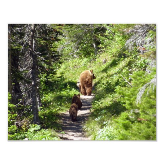 Impression Photo Famille d'ours Brown (Devant)