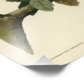 Impression Photo Faucon à épaulettes - Audubon's Birds of America (Coin)