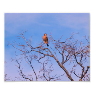 Impression Photo Faucon américain de crécerelle