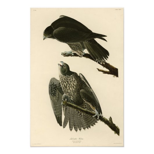 Impression Photo Faucon du Labrador des oiseaux d'Amérique d'Audubo (Devant)