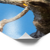 Impression Photo Faucon pèlerin (Coin)