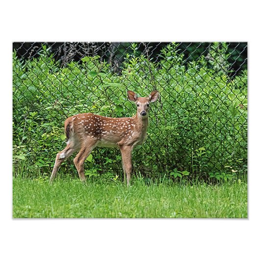 Impression Photo Faune devant une clôture (Devant)
