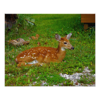 Impression Photo fawn whitetail deer