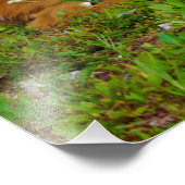 Impression Photo fawn whitetail deer (Coin)