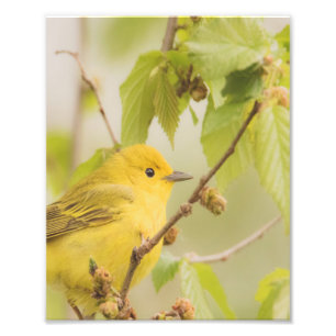 Impression Photo Felle vive et joyeuse - Paruline jaune